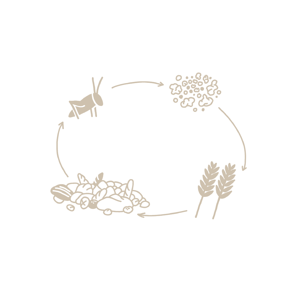 Bild symbolisiert Circular Economy bzw. Kreislaufwirtschaft und zeigt einen Verlauf von Insekten zu Dünger zu Weizen zu Brot und dann wieder zu Insekten.  
