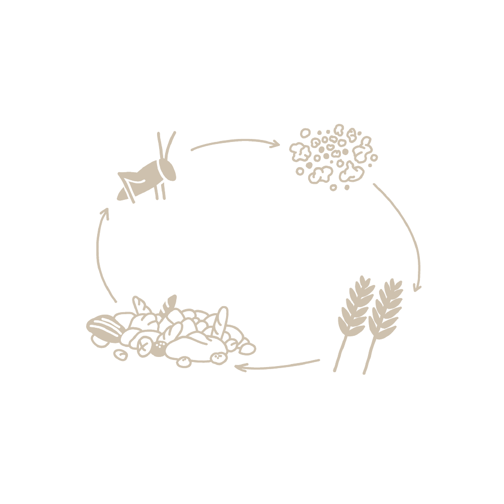 Bild symbolisiert Circular Economy bzw. Kreislaufwirtschaft und zeigt einen Verlauf von Insekten zu Dünger zu Weizen zu Brot und dann wieder zu Insekten.