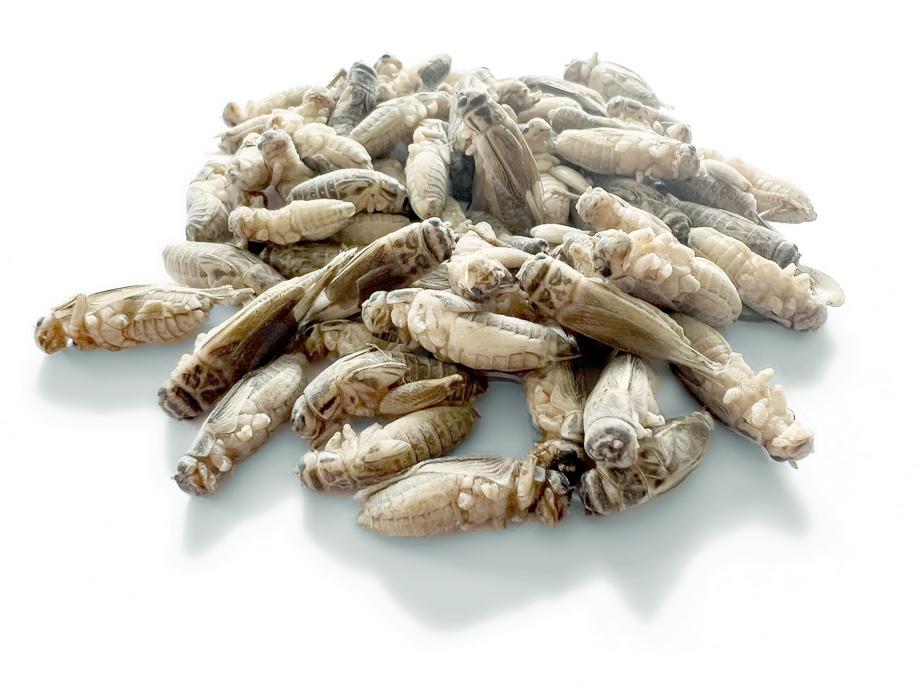 Gefrorene entbeinte Heimchen (Acheta domesticus) von EntoSus in Lebensmittelqualität