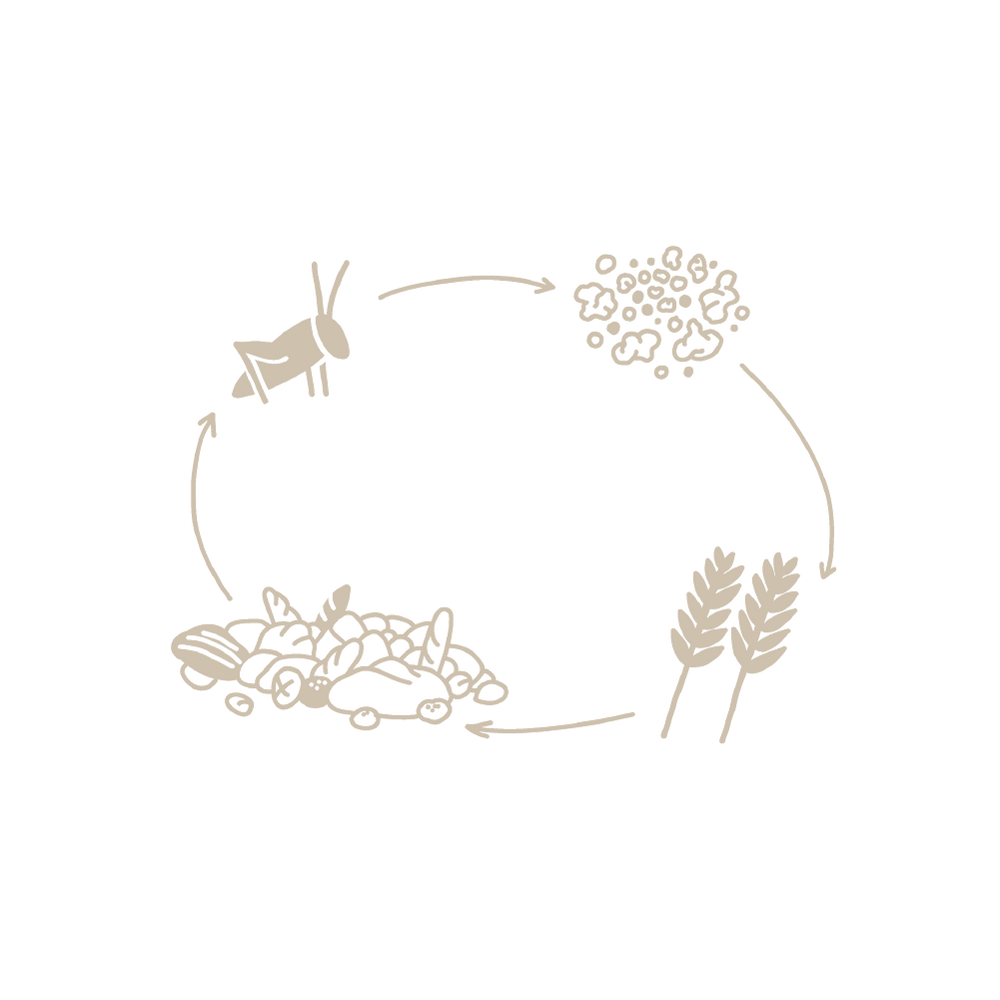 Bild symbolisiert Circular Economy bzw. Kreislaufwirtschaft und zeigt einen Verlauf von Insekten zu Dünger zu Weizen zu Brot und dann wieder zu Insekten.  
